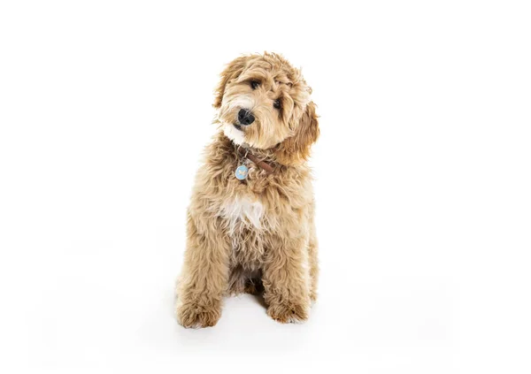 Golden Labradoodle Hund isoliert auf weißem Hintergrund — Stockfoto