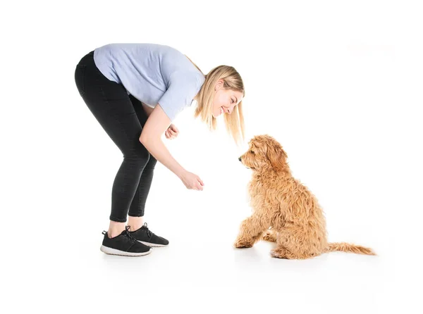 Mujer entrenadora con su perro Golden Labradoodle aislado sobre fondo blanco — Foto de Stock