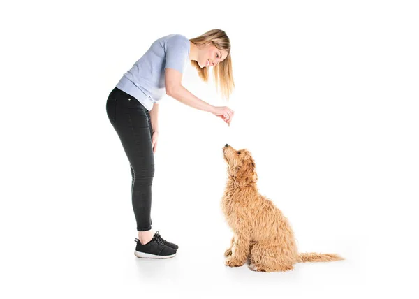 Trainer vrouw met zijn Golden Labradoodle hond geïsoleerd op witte achtergrond — Stockfoto