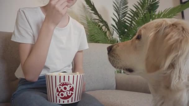 少女带着她的金发碧眼的狗躺在沙发上吃着爆米花 — 图库视频影像