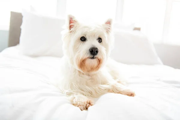 Sesión de fotos de perros en casa. Retrato de mascotas de West Highland White Terrier perro acostado en la cama — Foto de Stock