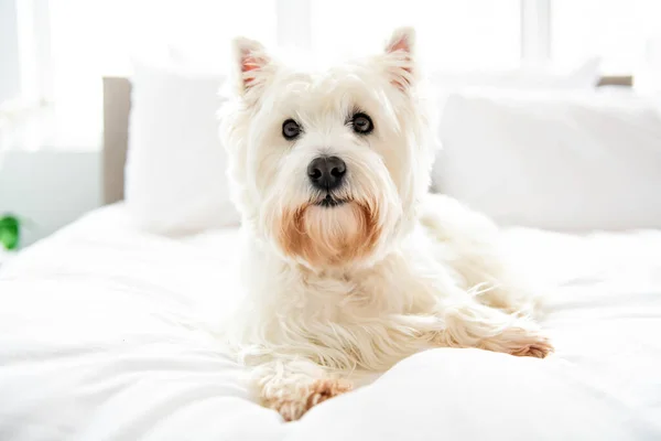 Sesión de fotos de perros en casa. Retrato de mascotas de West Highland White Terrier perro acostado en la cama — Foto de Stock