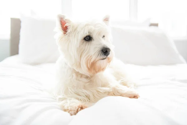 Hundfotografering hemma. Sällskapsdjur porträtt av West Highland White Terrier hund liggande på sängen — Stockfoto