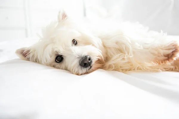 Sesión de fotos de perros en casa. Retrato de mascotas de West Highland White Terrier perro acostado en la cama — Foto de Stock