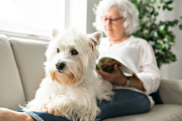 The Therapy pet on couch next to elderly person in retirement rest home for seniors — Stock Photo, Image