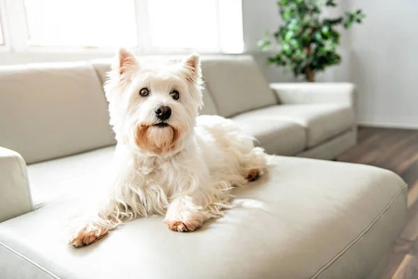 Un retrato de mascota del lindo perro West Highland White Terrier disfrutando y descansando en la sala de estar interior — Foto de Stock