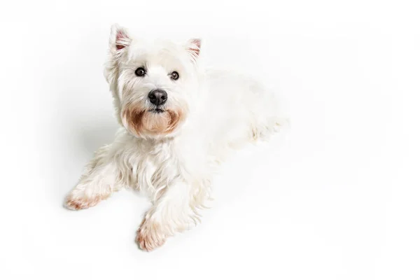 Batı dağlarında beyaz bir teriyer. Beyaz arka planda, stüdyoda izole edilmiş bir köpek. — Stok fotoğraf