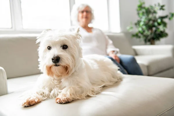La Mascota Terapéutica en el sofá al lado del anciano en la residencia de retiro para los ancianos — Foto de Stock