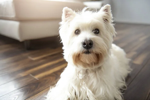 Um retrato Pet de bonito West Highland White Terrier cão desfrutando e descansando na sala de estar interior — Fotografia de Stock