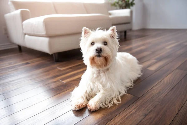 Um retrato Pet de bonito West Highland White Terrier cão desfrutando e descansando na sala de estar interior — Fotografia de Stock