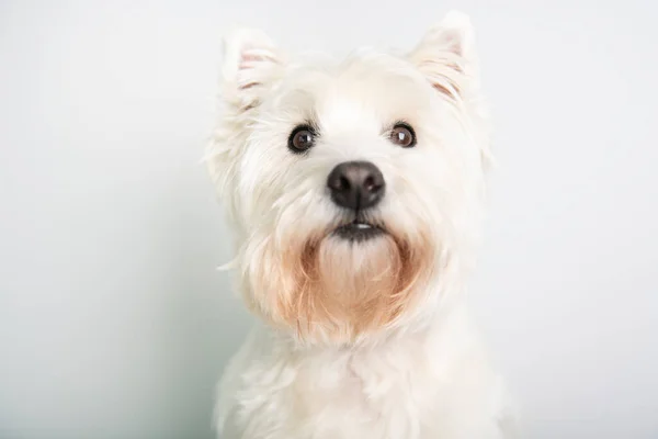 Un West Highland Perro terrier blanco aislado sobre fondo blanco en el estudio — Foto de Stock