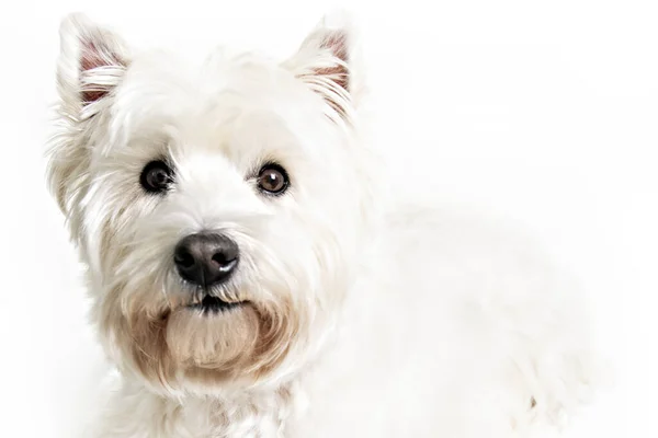 Batı dağlarında beyaz bir teriyer. Beyaz arka planda, stüdyoda izole edilmiş bir köpek. — Stok fotoğraf