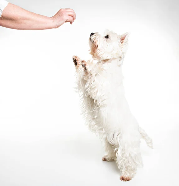 A West highland white terrier Dog Isolated on White Background in studio with senior give food — Stock Photo, Image