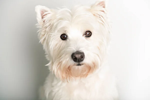 Ein West Highland White Terrier Dog isoliert auf weißem Hintergrund im Studio — Stockfoto