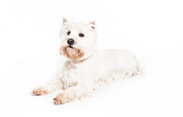 Un West Highland Perro terrier blanco aislado sobre fondo blanco en el estudio — Foto de Stock