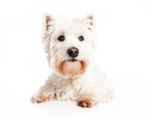 Un West Highland Perro terrier blanco aislado sobre fondo blanco en el estudio — Foto de Stock