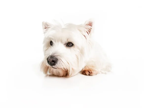 Un West Highland Perro terrier blanco aislado sobre fondo blanco en el estudio — Foto de Stock