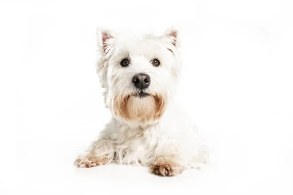 Un West Highland Perro terrier blanco aislado sobre fondo blanco en el estudio — Foto de Stock