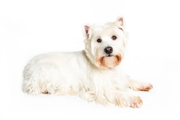 A West highland white terrier Dog Isolated on White Background in studio — Stock Photo, Image