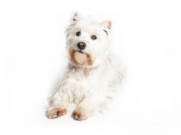 En West Highland vit terrier hund isolerad på vit bakgrund i studio — Stockfoto