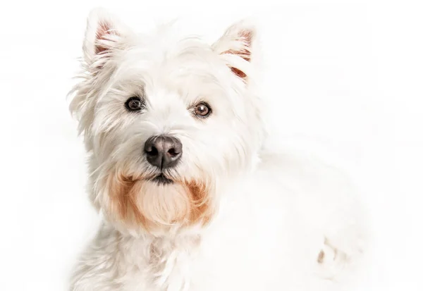 Batı dağlarında beyaz bir teriyer. Beyaz arka planda, stüdyoda izole edilmiş bir köpek. — Stok fotoğraf