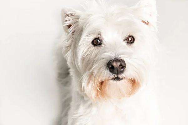 A West highland white terrier Dog Isolated on White Background in studio — Stock Photo, Image
