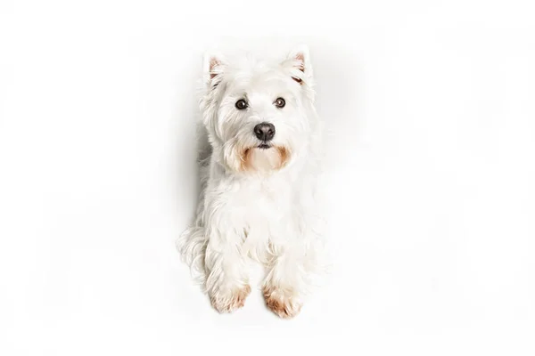 A West highland white terrier Dog Isolado em fundo branco em estúdio — Fotografia de Stock