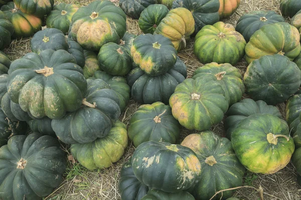 Lot of diferent kind of pumpkin on the field — Stock Photo, Image