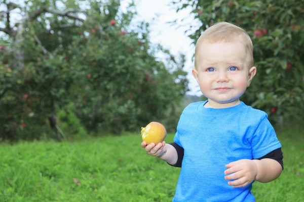 Een schattig jongetje in de tuin en het plukken van appel — Stockfoto