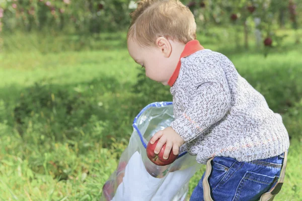 Een schattig jongetje in de tuin en het plukken van appel — Stockfoto