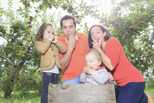 A happy family of four attractive caucasian catch apple on a fie — Stock Photo, Image