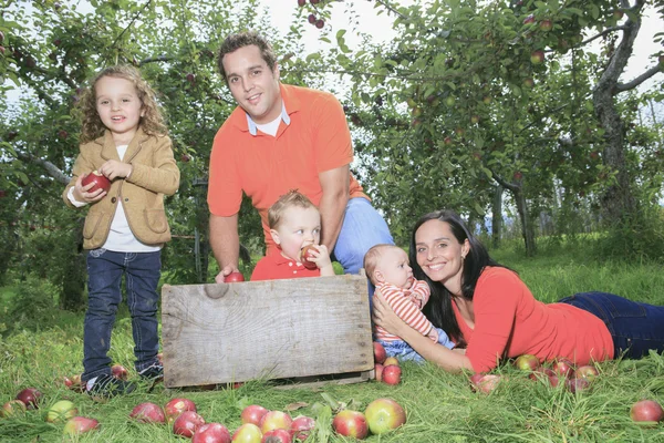 A happy family of four attractive caucasian catch apple on a fie — Stock Photo, Image