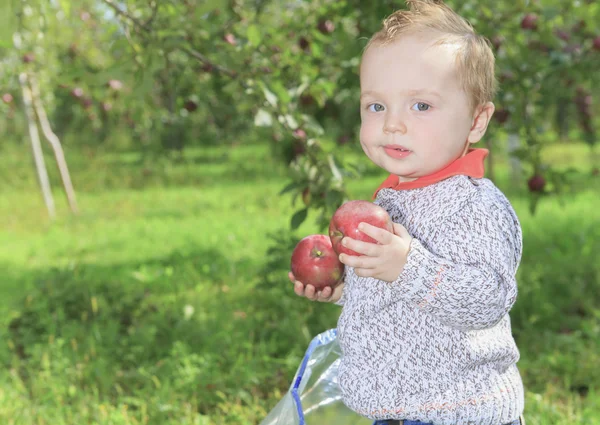 Een schattig jongetje in de tuin en het plukken van appel — Stockfoto