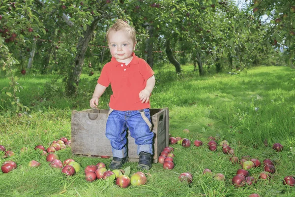 A Cute little boy in the garden and picking apple — Stock Photo, Image