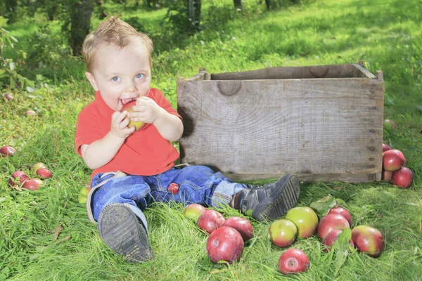 Een schattig jongetje in de tuin en het plukken van appel — Stockfoto