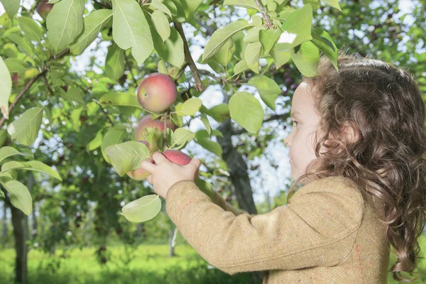 Schattig klein meisje van de peuter eten een appel op mooie herfst — Stockfoto