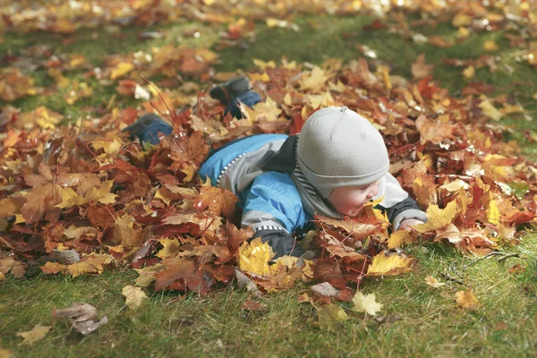 Chlapec v list. Sezónu plnou barvou. — Stock fotografie