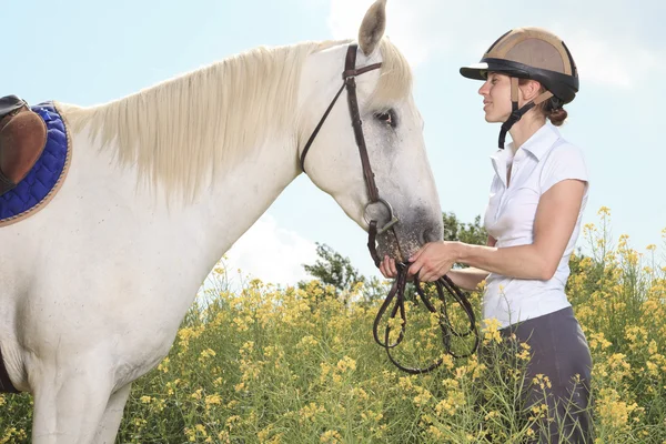 A white horse on yellow flower field with a rider. Stock Image