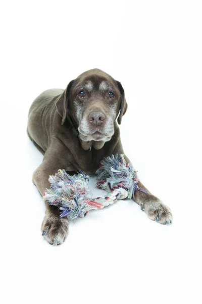 Old brown labrador dog isolated on white background. Studio shot. — Stock Photo, Image