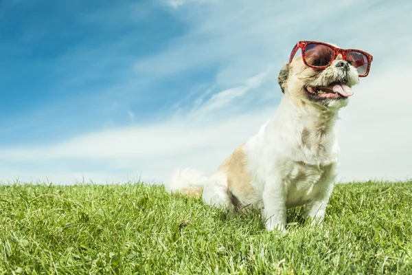 Lhasa Apso Dog over a white background — 图库照片