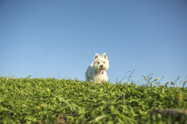 Західний високогірний білий тер'єр дуже добре виглядає собака — стокове фото