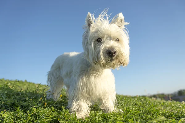 Oeste highland terrier branco um cão muito bonito — Fotografia de Stock