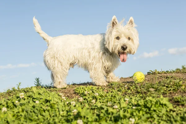West Highland White Terrier un chien très beau — Photo