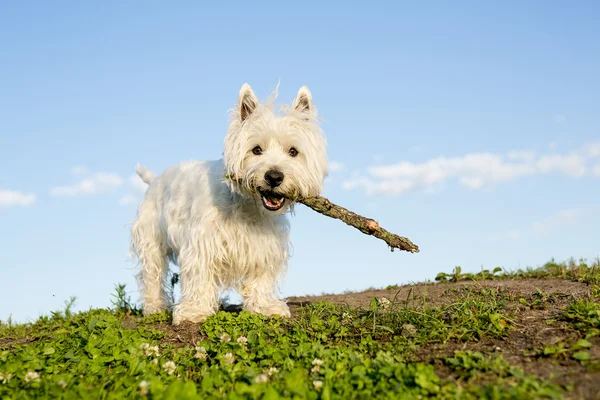 West Highland White Terrier un chien très beau — Photo