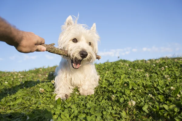 West highland white terrier egy nagyon jó látszó kutya — Stock Fotó