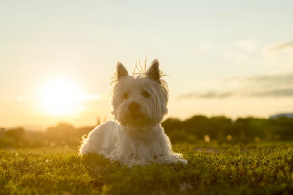 West highland white terrier un perro muy guapo — Foto de Stock