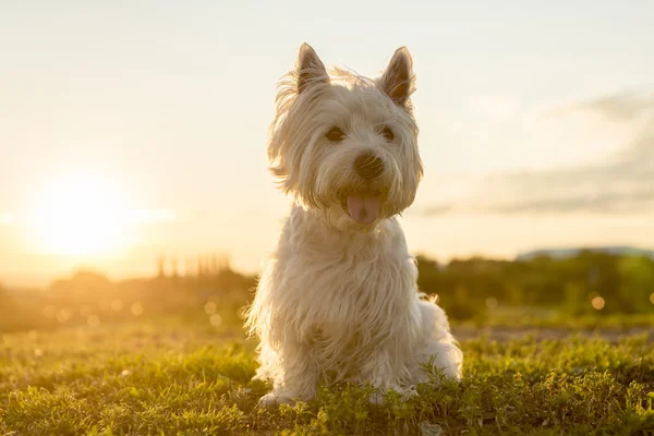 West highland white terrier egy nagyon jó látszó kutya — Stock Fotó