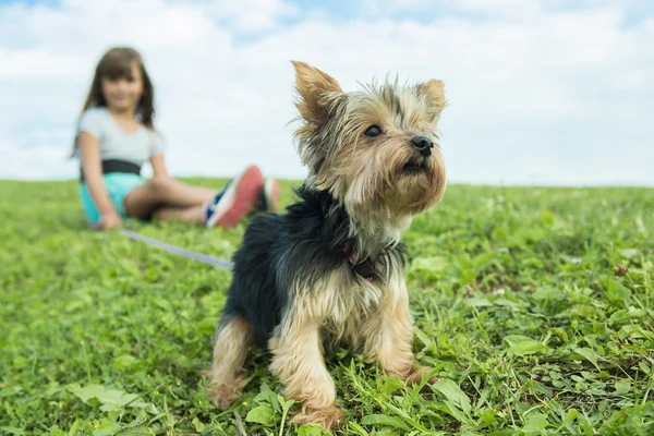 Portrait de fille gardant joli chien en plein air — Photo