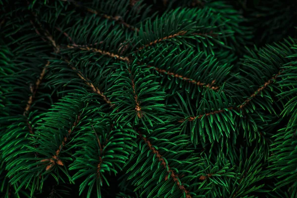 Tidewater green background of Christmas tree branches — Stock Photo, Image