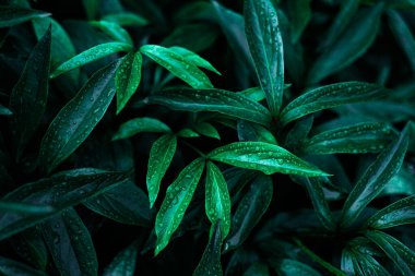 Tidewater yeşili yaprakların arka planında taze çiy taneleri var.